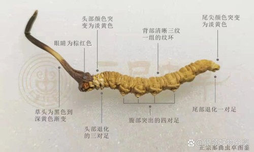玉黄山椹的功效-专业玉黄山椹适合什么人吃平台-玉黄山椹的食用方法